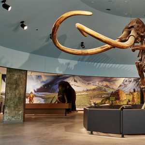 Mammoth fossils