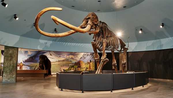 Mammoth fossils